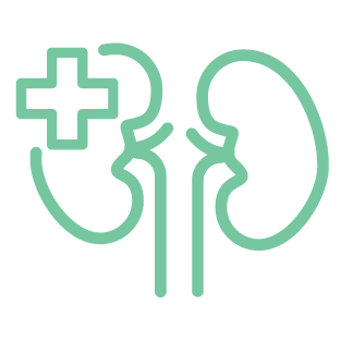 kidneys with healthy cross icon